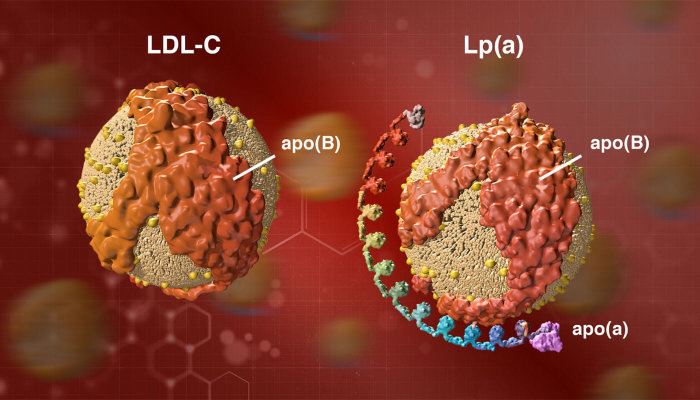LDL-c_vs_Lp(a) courtesy of Amgen.com